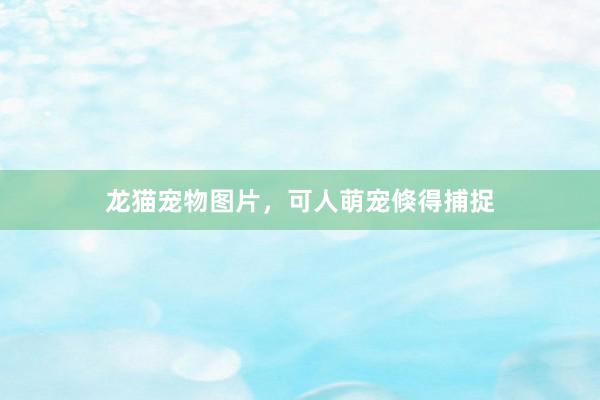 龙猫宠物图片，可人萌宠倏得捕捉